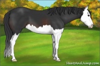 Horse Color:Brown Splash
