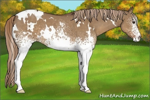 Horse Color:White Spotted Liver Red Dun 