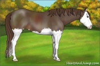 Horse Color:Liver Chestnut Sabino Splash 