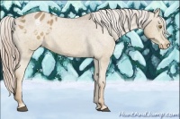 Horse Color:Palomino Appaloosa