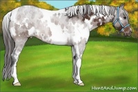 Horse Color:White Spotted Bay Appaloosa 