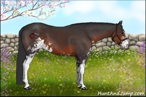 Horse Color:Brown Sabino