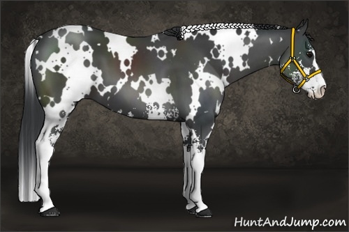 Horse Color:White Spotted Black Sabino 