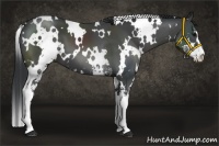 Horse Color:White Spotted Black Sabino