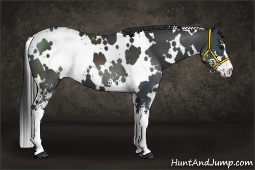 Horse Color:White Spotted Black Sabino 