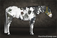 Horse Color:White Spotted Black Sabino