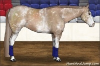 Horse Color:White Spotted Black Pearl