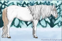 Horse Color:Buckskin Appaloosa 