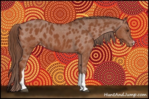 Horse Color:Chestnut Appaloosa 