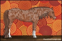 Horse Color:Chestnut Appaloosa
