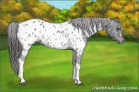 Horse Color:Black Near Leopard 