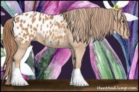 Horse Color:Chestnut Appaloosa 