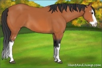 Horse Color:White Spotted Bay Splash 