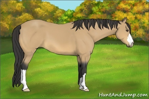 Horse Color:Buckskin 