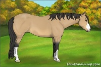 Horse Color:Buckskin 
