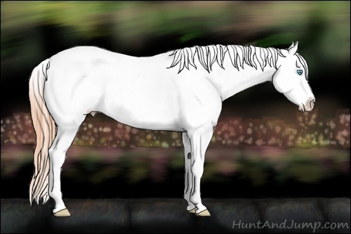 Horse Color:Buckskin Pearl Frame Varnish Rabicano