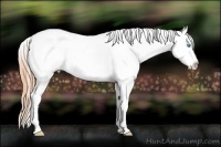Horse Color:Buckskin Pearl Frame Appaloosa Rabicano 