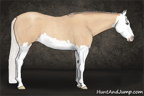 Horse Color:Silver Amber Champagne Roan Splash 