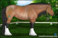 Horse Color:Bay Rabicano 