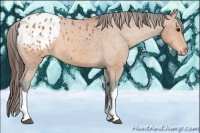 Horse Color:Bay Appaloosa 