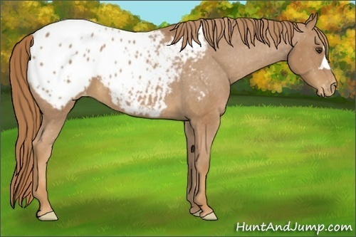 Horse Color:Chestnut Appaloosa 
