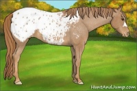 Horse Color:Chestnut Appaloosa 