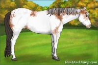 Horse Color:White Spotted Bay Frame Varnish 