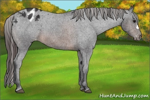 Horse Color:Brown Appaloosa 