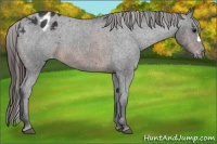 Horse Color:Brown Appaloosa 