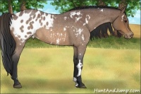 Horse Color:White Spotted Bay Roan Appaloosa