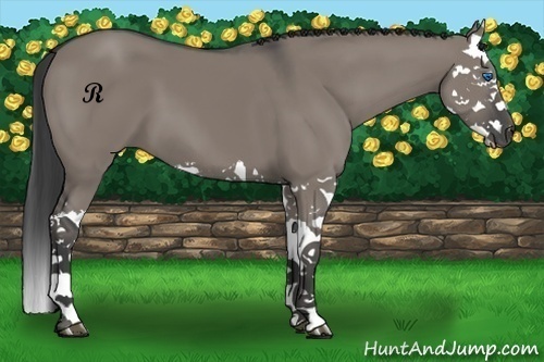 Horse Color:Grullo Splash 