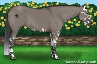 Horse Color:Grullo Splash 