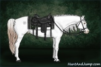 Horse Color:White Spotted Bay Pearl Dun Splash Tobiano Appaloosa  Brindle