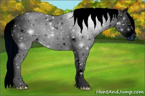 Horse Color:ERROR: UNKNOWN ANOMALY
