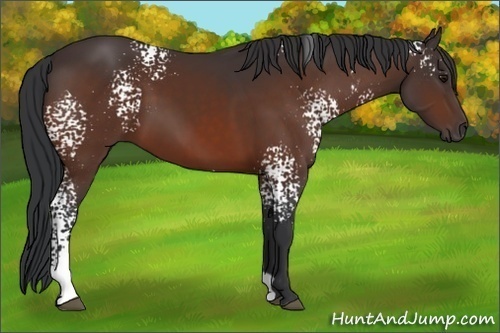 Horse Color:White Spotted Bay 