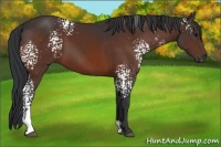 Horse Color:White Spotted Bay 