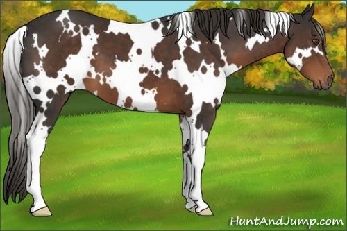 Horse Color:White Spotted Liver Chestnut 
