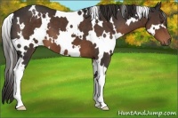 Horse Color:White Spotted Liver Chestnut