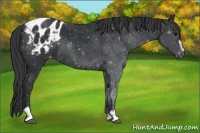 Horse Color:Black Sabino Blanket Rabicano