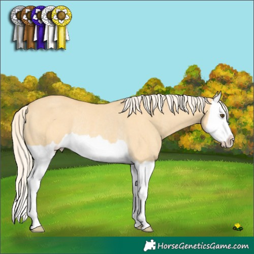 Horse Color:Palomino Dun Splash Rabicano