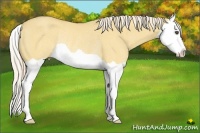 Horse Color:Palomino Dun Splash Rabicano 