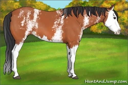 Horse Color:White Spotted Bay Splash