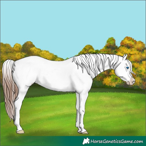 Horse Color:Chestnut Splash Near Leopard 