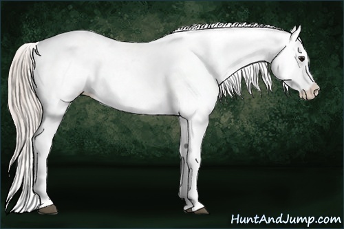 Horse Color:Silver Brown Dun Varnish