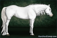 Horse Color:Silver Brown Dun Varnish