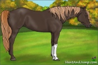 Horse Color:Liver Chestnut 