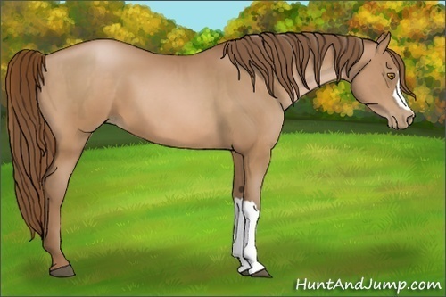 Horse Color:Bay Pearl and Bay Pearl