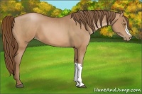 Horse Color:Bay Pearl  and Bay Pearl 