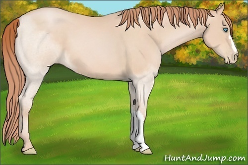 Horse Color:Buckskin Pearl 