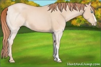 Horse Color:Buckskin Pearl 